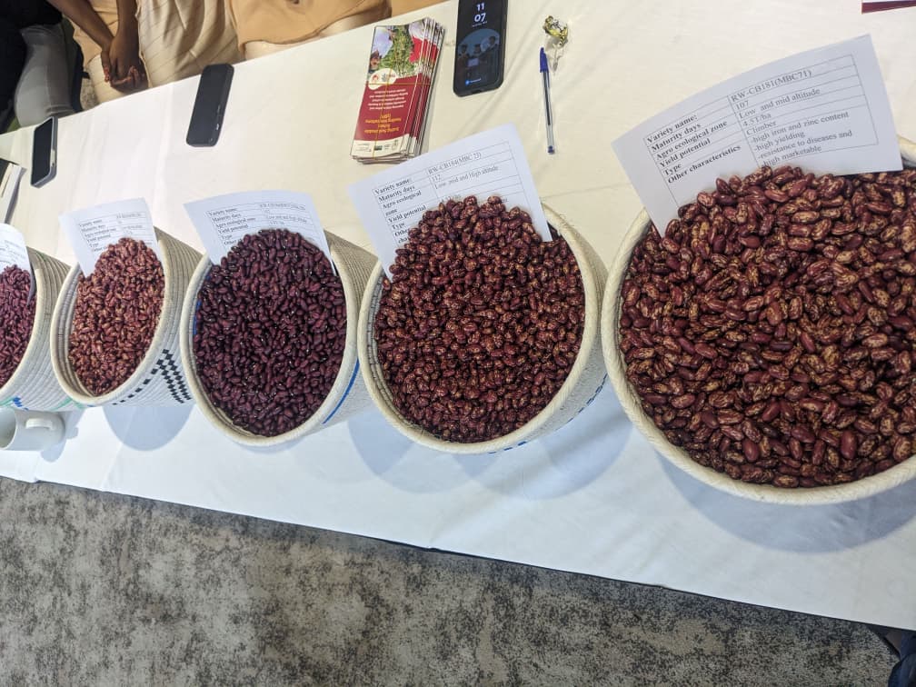 Nourishing the next generation: How iron-rich beans are transforming Rwanda’s schools and communities