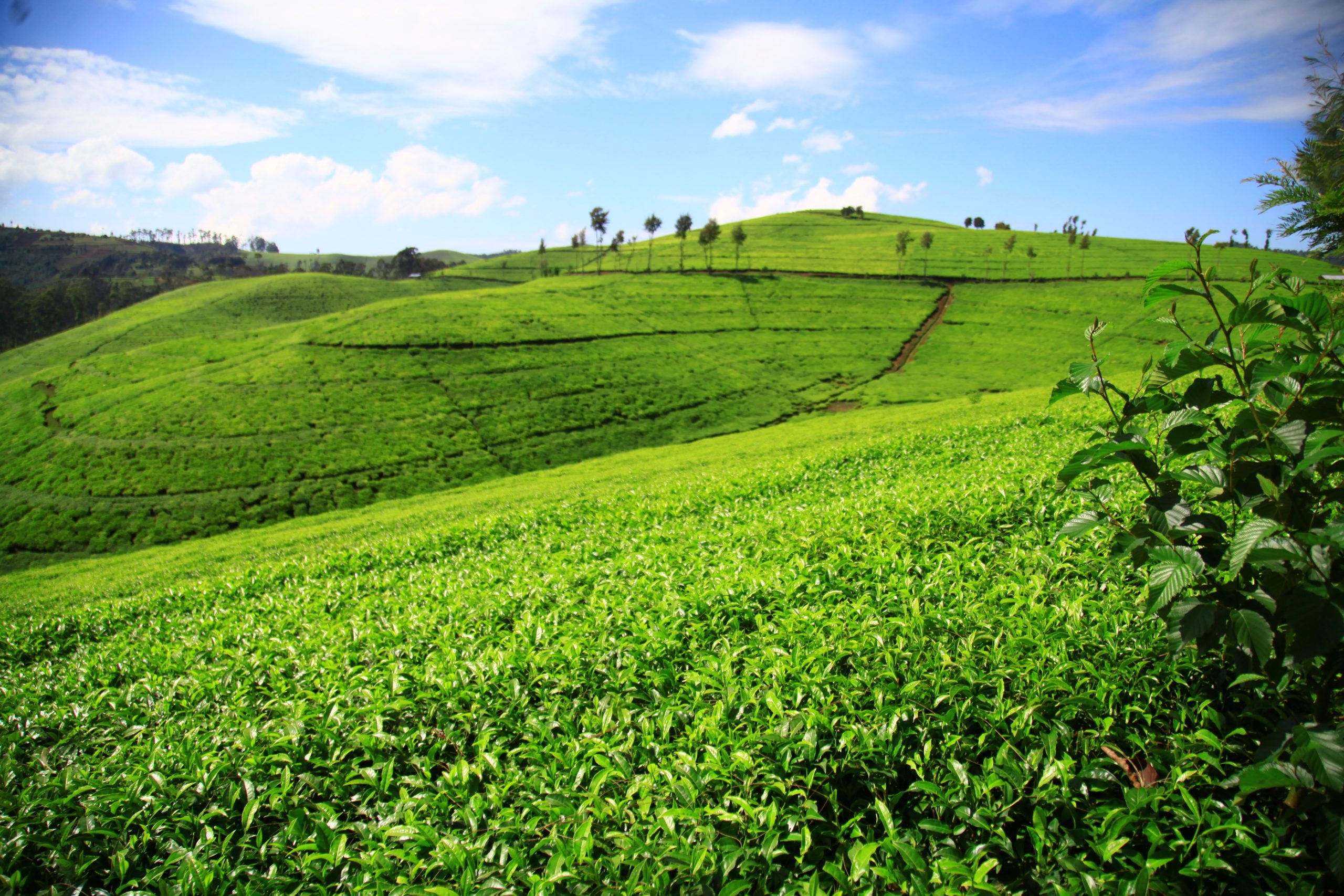 Rwanda’s agricultural exports cross $1 Billion mark for first time