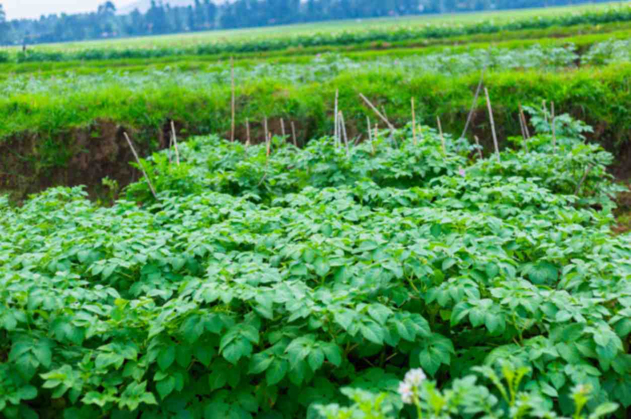 Rwanda steps up preparations for 2027A Season as MINAGRI targets higher farm productivity