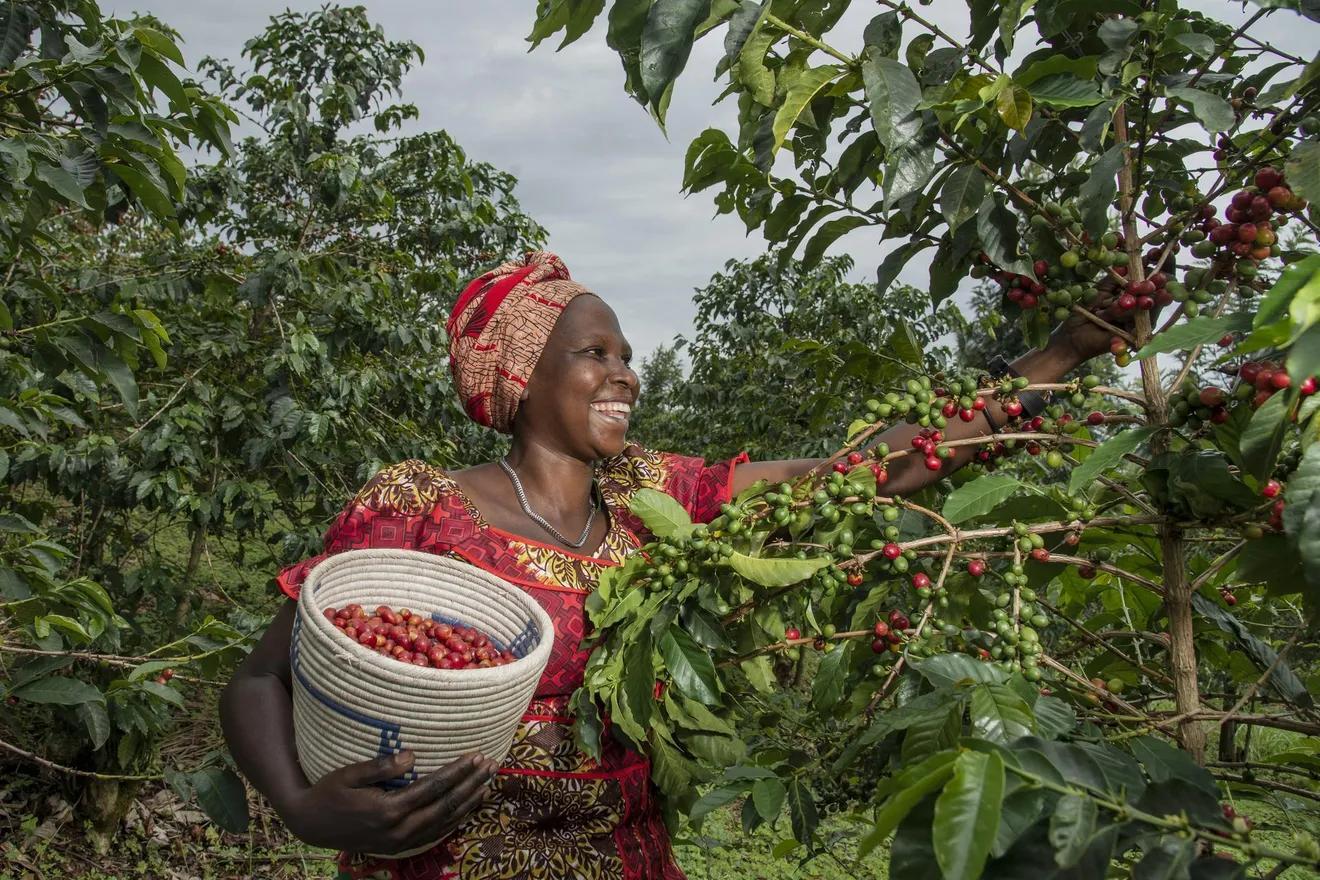 Agriculture grows 4%, but Export crops fall 20% as Rwanda’s economy expands 9.4%