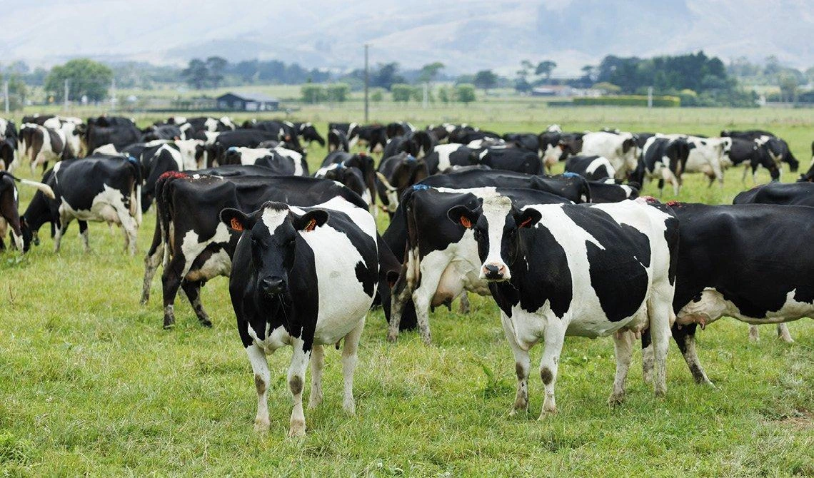 Farmers warned against drink and selling milk too soon after treating cows
